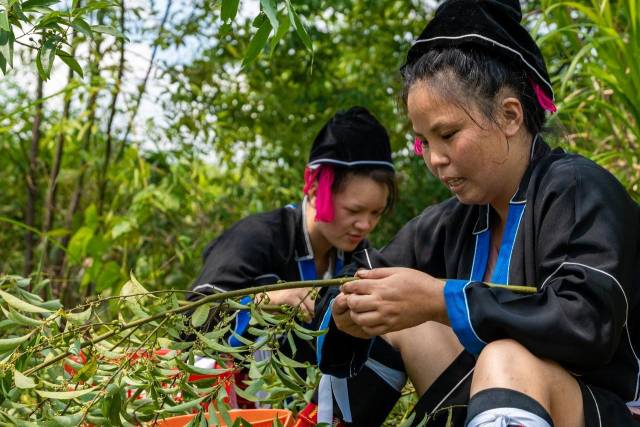 生：粤北山野“小辛香”如何迈向“大市场”