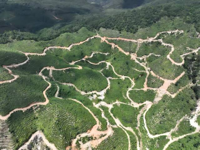 生：粤北山野“小辛香”如何迈向“大市场”PG电子麻将胡了2模拟器一颗山苍子的新(图5)